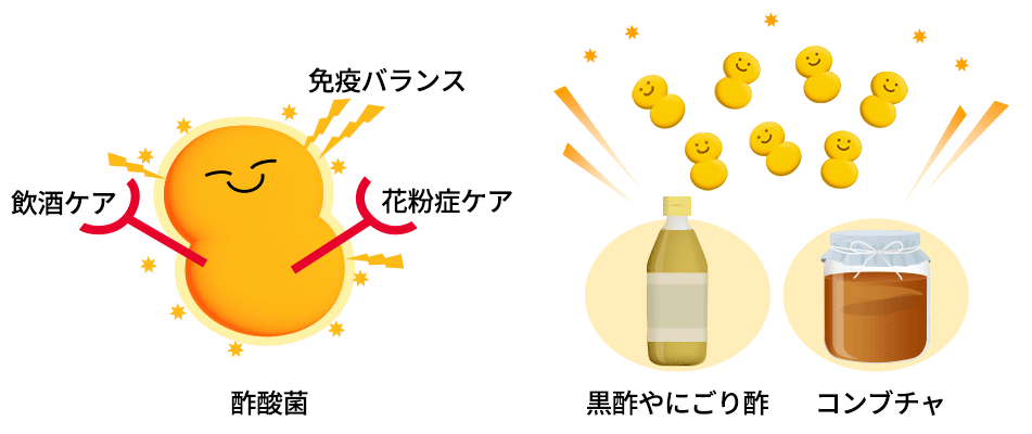発酵食品の研究の中で発見された酢酸菌​