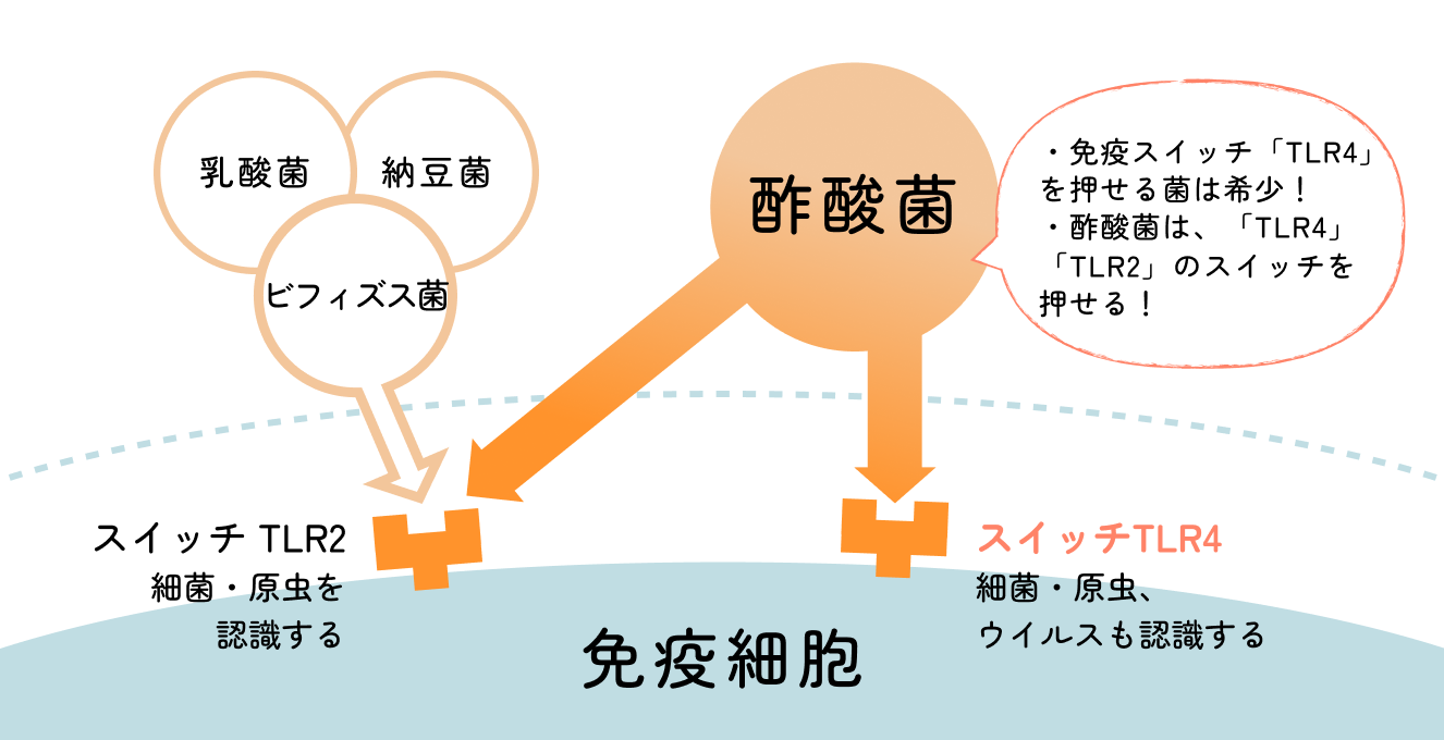 酢酸菌が免疫バランスを調整する仕組み