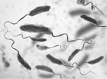 飲料や食べ物を通じて伝染するコレラ菌