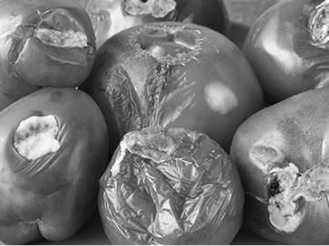 腐った食べ物などから発生するチフス菌