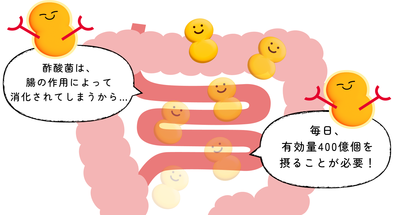 アレルギー改善に必要な酢酸菌は1日400億個​